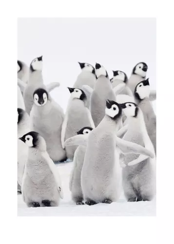 Artmuze Penguins (300040)