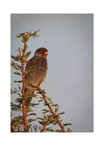 Artmuze Black Shouldered Kite (300184)